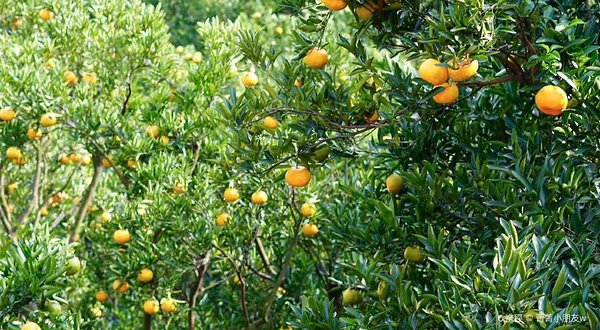 永春老林家的芦柑园