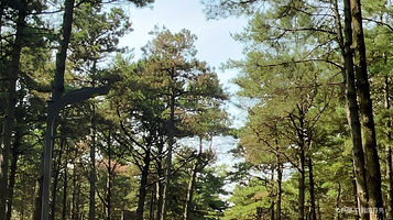 净月潭国家森林公园-净月林区