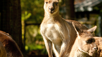 凯布拉姆动物园