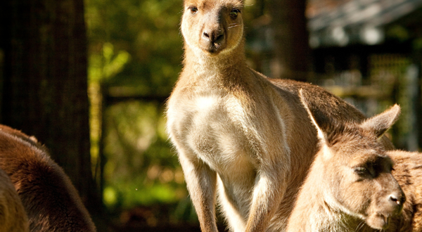 凯布拉姆动物园