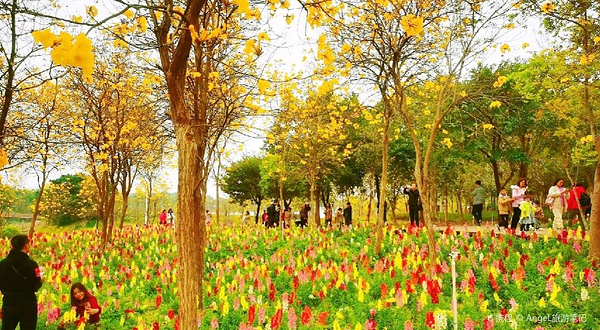 西樵山风景名胜区-西樵环山花海