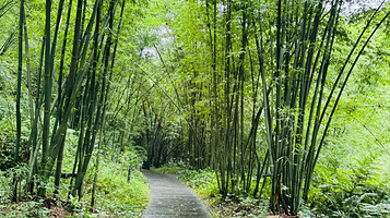 赤水竹海国家森林公园-坪竹野