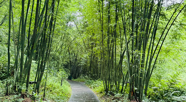 赤水竹海国家森林公园-坪竹野
