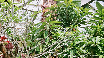 隐花植物馆第 1 张图片