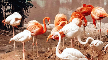 长隆飞鸟乐园-火烈鸟岛