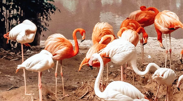 长隆飞鸟乐园-火烈鸟岛
