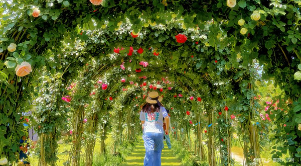 滇国古桩月季园