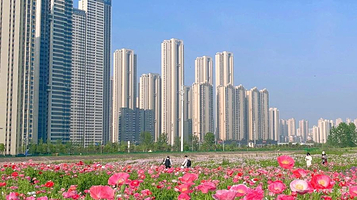 汉江湾桥花田花海