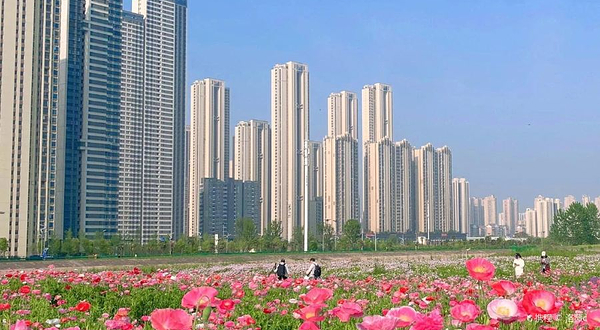 汉江湾桥花田花海