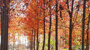 龙山湖国家湿地公园