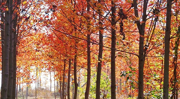 龙山湖国家湿地公园