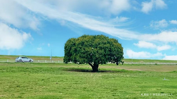 三水梁家村大榕树