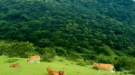 大姆山原生态草原第 1 张图片