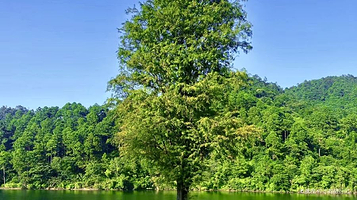 格兰营The Lake's露营烧烤吧(巽寮湾店)