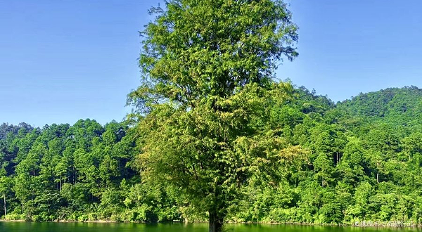 格兰营The Lake's露营烧烤吧(巽寮湾店)