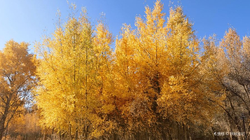 伽师县城中胡杨林生态园景区