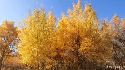伽师县城中胡杨林生态园景区第 1 张图片