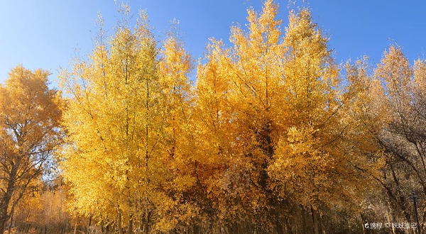 伽师县城中胡杨林生态园景区