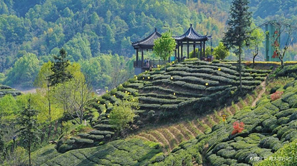 六安西茶谷主题公园第 1 张图片