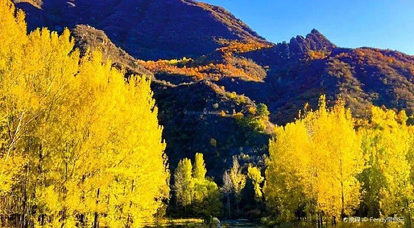 硅化木国家地质公园