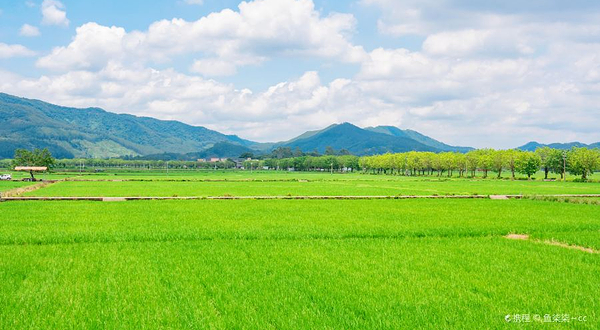 广州市增城区丝苗米稻田公园