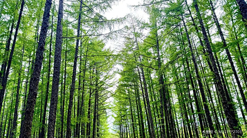 太平沟国家森林公园