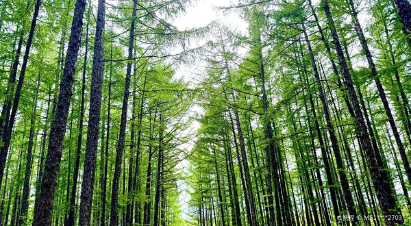 太平沟国家森林公园