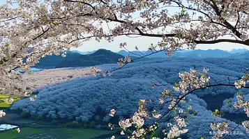 黄腊乡万亩樱花观景台