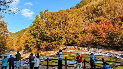 黄柏塬原始森林景区第 1 张图片