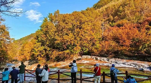 黄柏塬原始森林景区