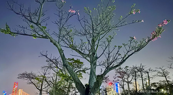 横琴国际休闲旅游岛