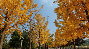 烟台鱼鸟河荷花公园