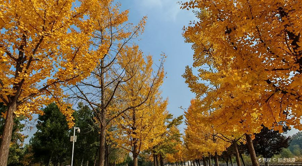 烟台鱼鸟河荷花公园
