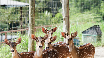 The Bentong Farm Malaysia 文东休闲农场