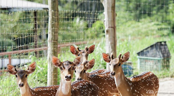 The Bentong Farm Malaysia 文东休闲农场