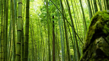 平坝区国营大坡林场