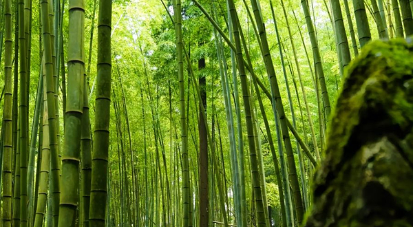 平坝区国营大坡林场