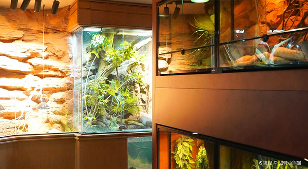 帕帕拉兹爬宠博物馆