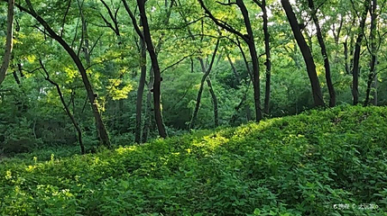 八公山森林公园第 1 张图片