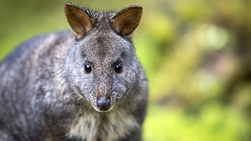 Trowunna Wildlife Sanctuary