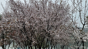 南京中山植物园-樱花大道