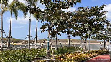 小洲岛复绿公园