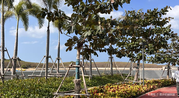 小洲岛复绿公园