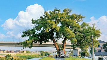 溪塔村百年古香樟
