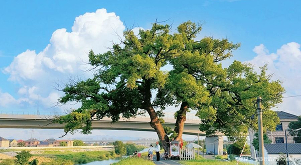溪塔村百年古香樟