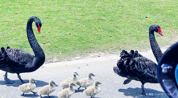 南京中国绿化博览园-野生动物园