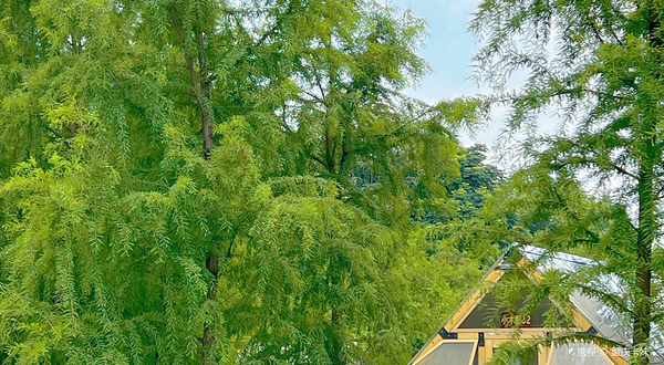 COMING·明月湖城市营地