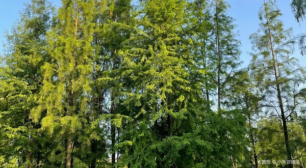 北江南岸公园绿道