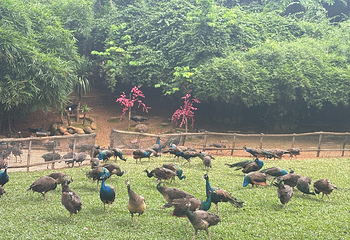 西双版纳勐泐文化旅游区第 126 张图片