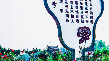 南阳月季大观园第 1 张图片